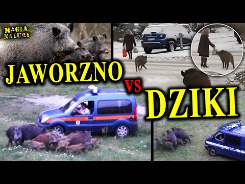 Wild Boar Invasion in Jaworzno - Why Are There So Many of Them?