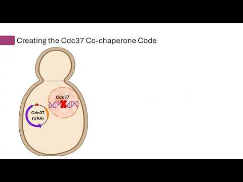 <p><strong style="background-color: transparent; color: rgb(0, 0, 0);">Characterizing PTM-driven interactions of the Hsp90 co-chaperone Cdc37</strong></p>
