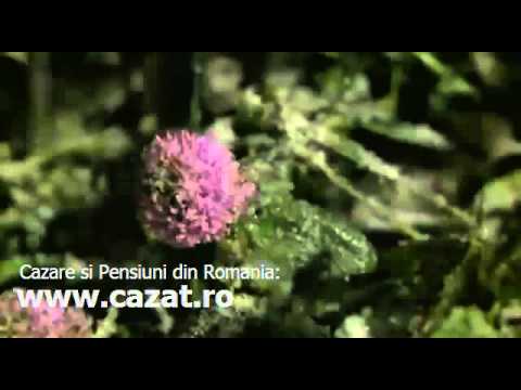 Cazare Murighiol, Tulcea - Cazat.ro