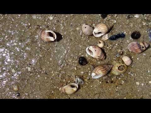 Le Moulin de Guérande