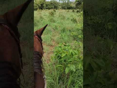 dia de campo no assentamento pontal sul Tocantins Araguaçu