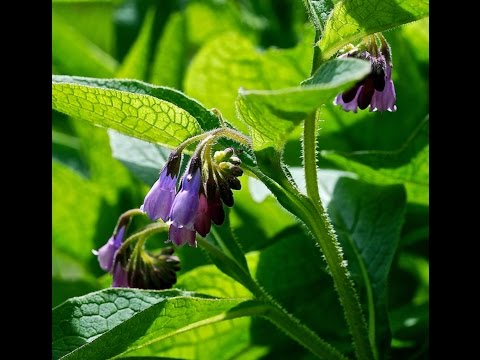 comfrey visszér)