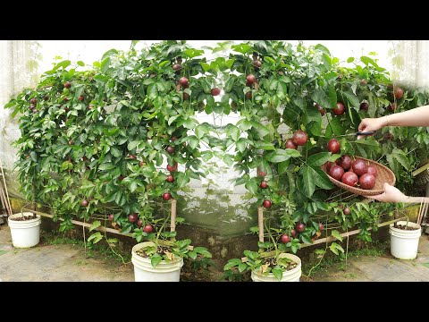 , title : 'Method of growing passion fruit in containers for families without gardens'