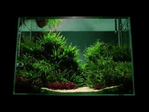 Altitude Aquascape by James Findley - The Making Of