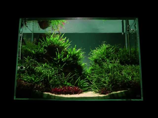 Altitude Aquascape by James Findley - The Making Of
