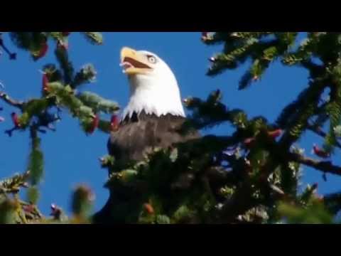 Joanne Shenandoah-When the Eagle Cries