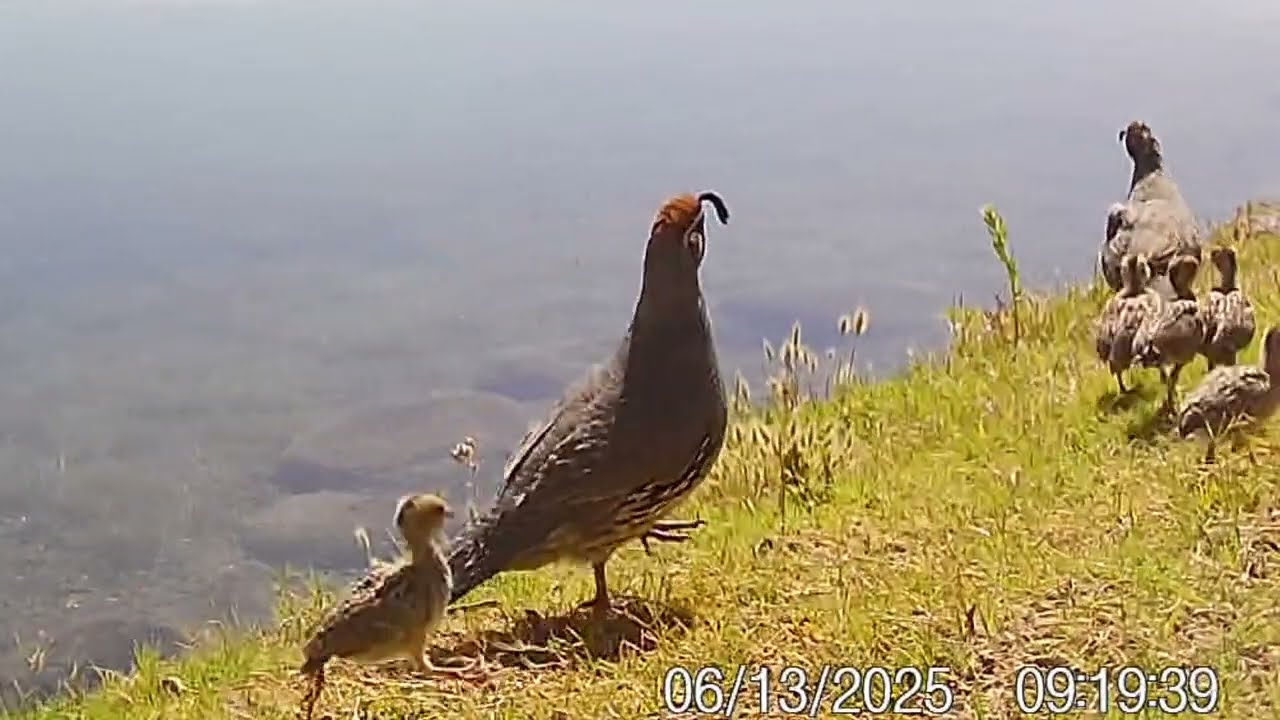 S3E35: Quail families visit the lake...