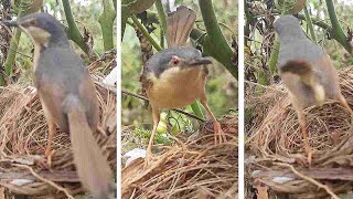 Bird Stealing Nest Material from Other Nest | Nature is Metal | Tailor Bird Video