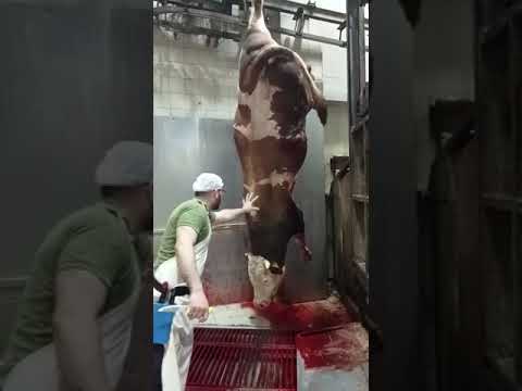 , title : 'Cow Slaughter 24 / How To Slaughter a Cow Kurban Kesimi #viral #keşfet #top #cow #butcher #kurban'