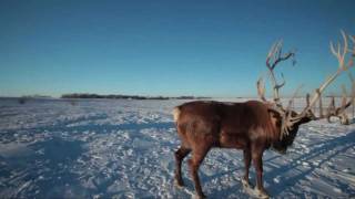 Rudolph, the Red-Nosed Reindeer (HD)