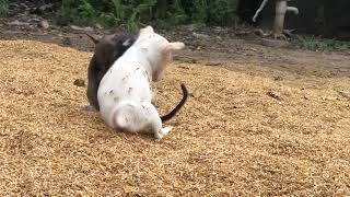 #dogs #doglife #dogshorts #shortvideo #streetdog #cutedogs #beautifuldogs #amazingdogs #funnyanimal