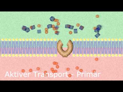 Aktiver & Passiver Stofftransport