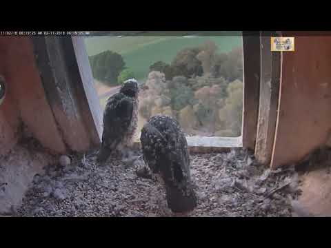 2018 11 02 CSU Orange Peregrine Falcon Xavier With Breakfast
