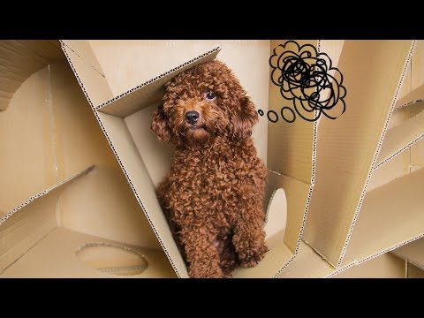 Snowball And Min Dog Join In New Challenge- Octagon Maze