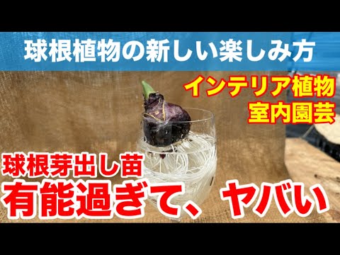 ガラスの中の球根: こうやって植物を育てます トピックス