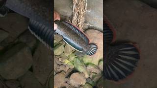 Download lagu INDUK CHANNA LIMBATA MEWAH 🔥🔥🔥 mp3