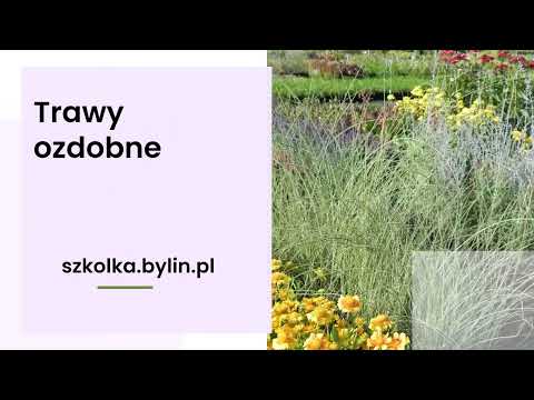 Szkółka Bylin Tuszewo - video