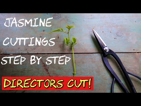 How to Propagate White Jasmine From Cuttings ~ DIRECTORS CUT