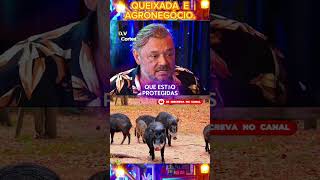 QUEIXADA E AGRONEGOCIO  RICHARD RASMUSSEN  DV CORTE #televisao #television #artista