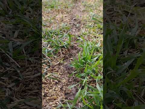 camino de hormigas arara. Primero  de Mayo . Entre ríos  13/09/2024