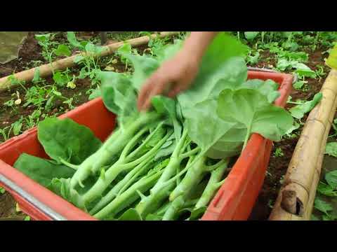 Huai Mueang Ngam Highland Agricultural Development Station (Royal Initiative)