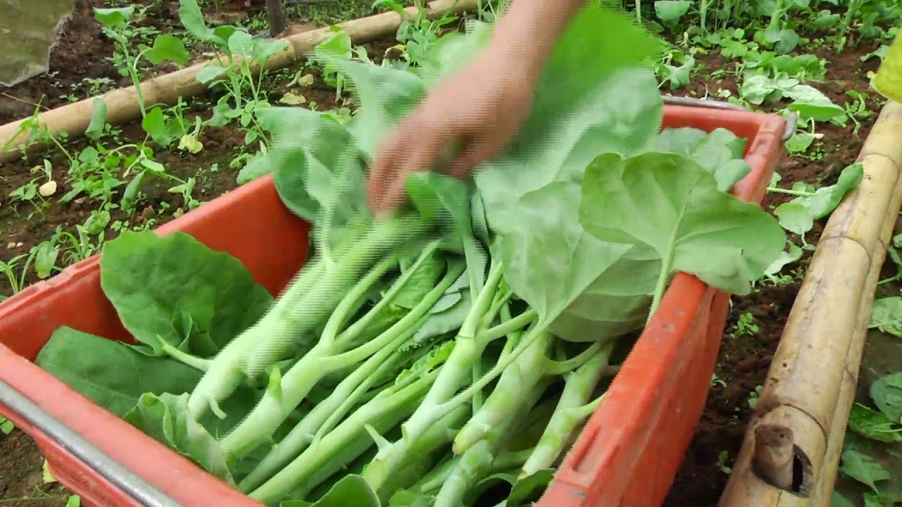 Huai Mueang Ngam Highland Agricultural Development Station (Royal Initiative)