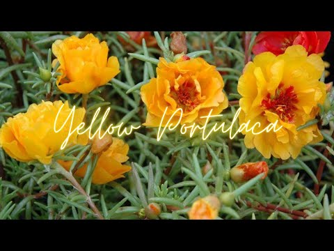 PORTULACA GRANDIFLORA