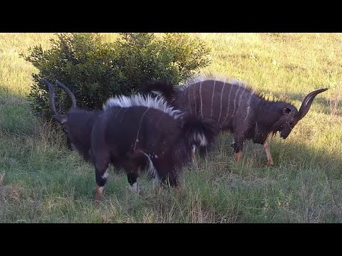 Nyala bulls dominance dance at Djuma Waterhole