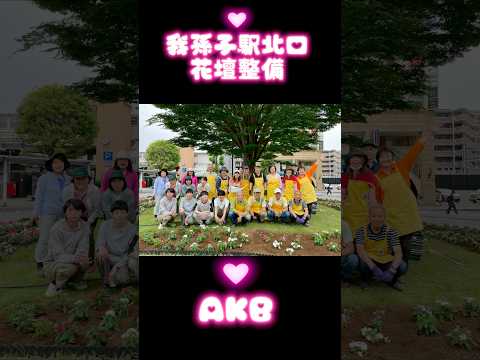 国際関係学科 AKB（我孫子駅北口美化）活動で我孫子駅北口ロータリーの植栽🌸#千葉県議会議員 #水野ゆうき #shorts #花壇 #我孫子
