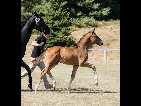 Hengstfohlen von Franco Nero x Bon Coeur x Londontime