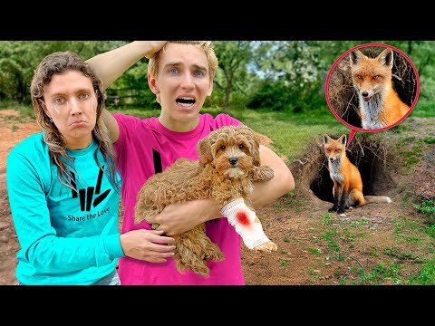 Vicious Fox ATTACKED My Sisters Dog!