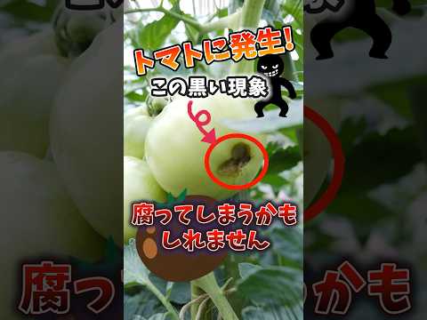 トマトの黒いお尻と自然に戦うにはどうすればよいですか？  庭園