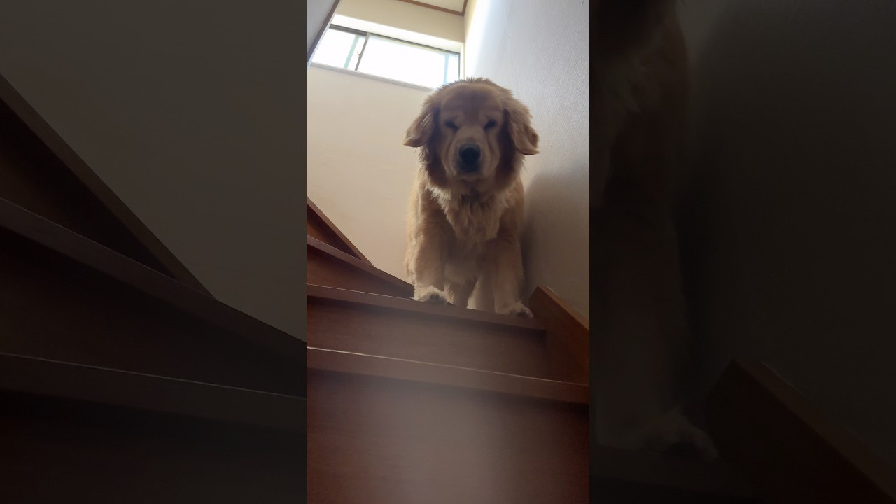 ゴールデンレトリバー起きてきた！