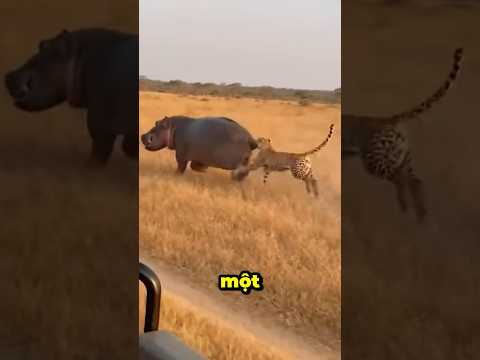 Báo Đốm Săn Hà Mã Ai Ngờ Nạn Nhân Lại Là Nó #thếgiớiđộngvật