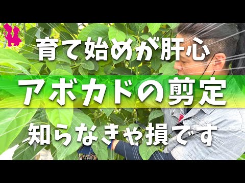 アボカドの木を地中で維持するにはどうすればよいですか?たくさんの実を収穫するための上手なお手入れの秘訣！  庭園