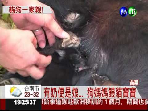 母愛無界線! 狗媽媽收養貓寶寶