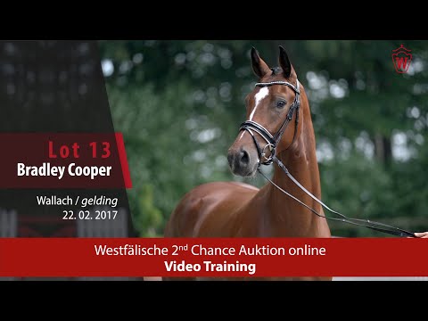 Westfälische 2nd Chance Auction - 12. bis 16. November - Nr. 13 Bradley Cooper