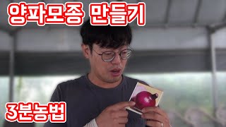지금 딱 적기! 양파모종을 만들어서 양파를 심어보자 양파모종 만들기 [3분농법] │농사직방