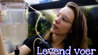 Super makkelijk ARTEMIA KWEKEN Voor VISSEN! + LEVEND VOER, wat moet je weten? //Nickey//