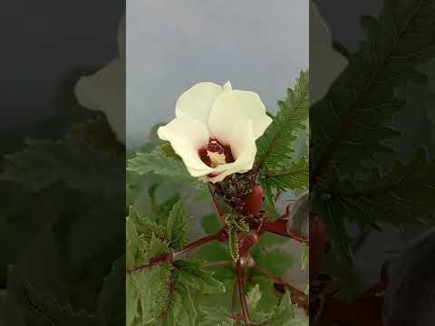 Flowers in my garden/ Vegetable flowers/ June 2022/ The Qadir Sisters