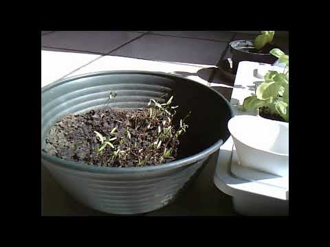 Time lapse du Cosmos