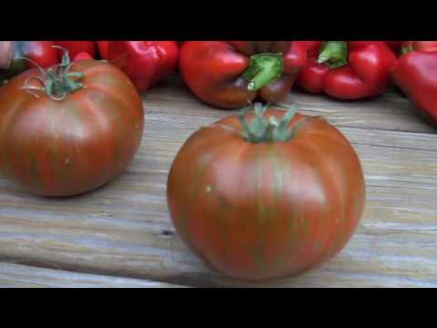 , title : '⟹ Vintage wine striped Tomato, Solanum lycopersicum, Indeterminate, TASTE TEST AND REVIEW #TOMATO'