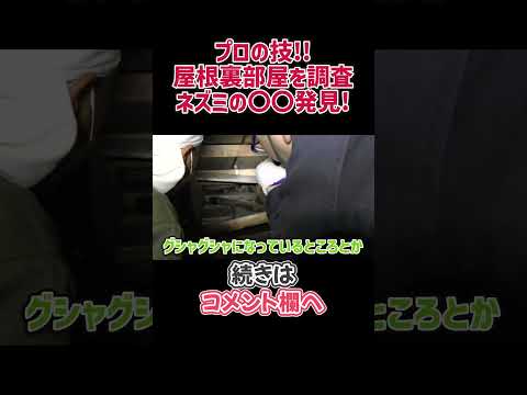 重曹が効かない？塩を使ってネズミを駆除する3つのヒントをご紹介します。  庭園