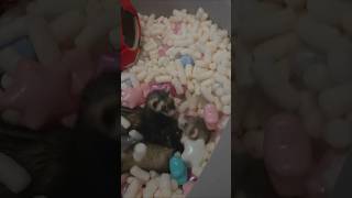 Download lagu Distraction Tactics mp3