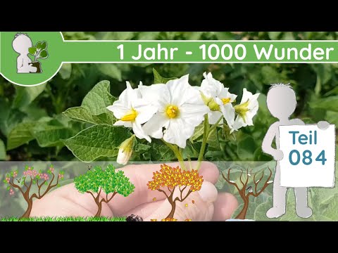 1 Jahr - 1000 Wunder "Junge Ackerpflanzen 2" (Teil 084 - 05.06.19) - Feldfrüchte Doku/Dokumentation