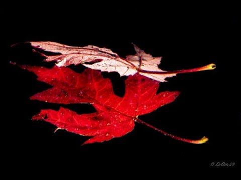 Colours of Autumn-"Angels eyes" Live v. Teneja "Voice meets Guitar" eigener Song