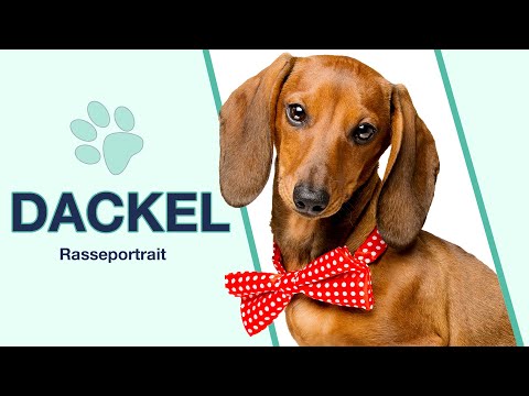 Dackel im Rasseportrait | Willensstarke und auch treue Weggefährten?