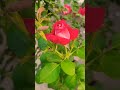 Best Rose Rose Viral Shortvideo