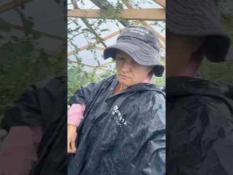 28 липня Полтавщина ДОЩ з плівкою від Планета пластик помідори в безпеці