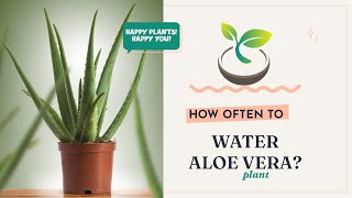 🍀🌸🌿How Often to Water Aloe Vera Plant? The Ultimate Guide!